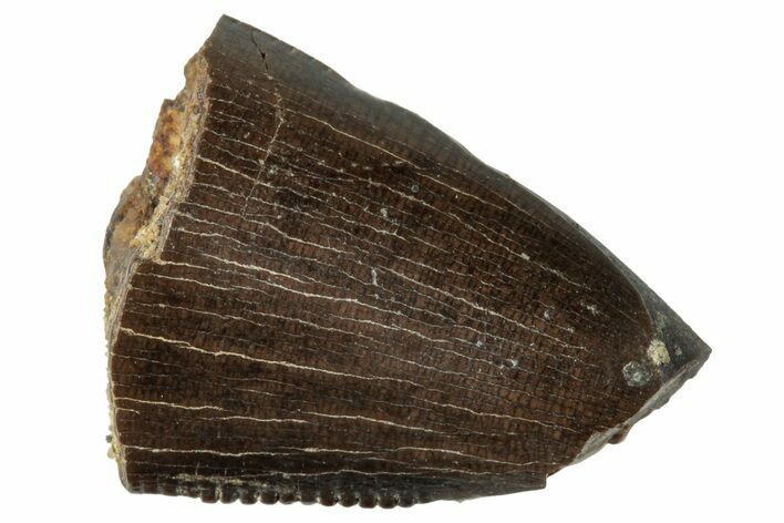 Serrated Tyrannosaur Tooth Tip - Judith River Formation #263838